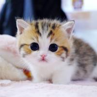 Munchkin Cat image 1